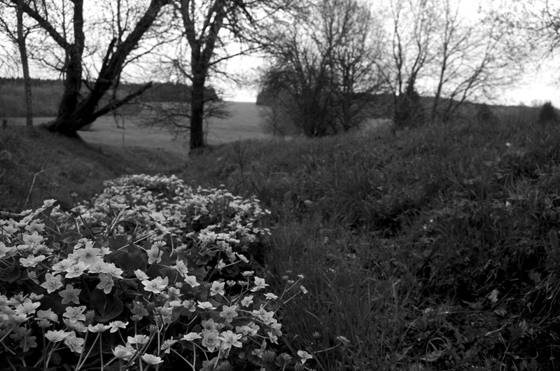 Rozkvétající Šumava...